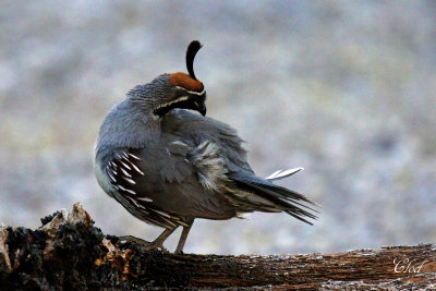 Colin de Gambel - Gambel's quail