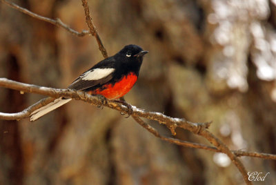 Paruline  ailes blanches - Painted redstart