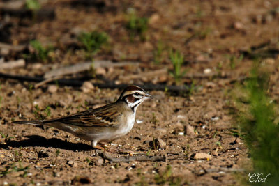 Bruant  joues marrons - Lark sparrow