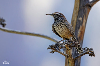 Troglodyte des cactus - Cactus wren