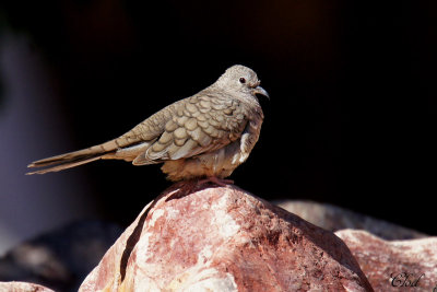 Colombe inca - Inca dove