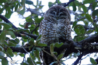 Chouette tachete - Spotted owl