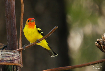 Piranga  tte rouge- Western tanager