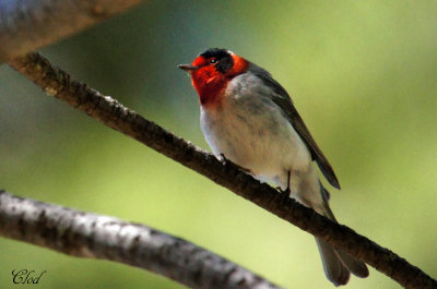 Paruline  face rouge - Red-faced warbler