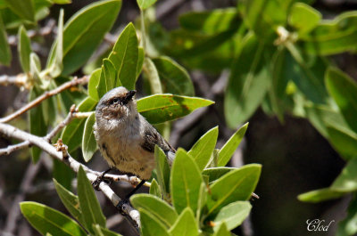 Msange buissonnire - Bushtit