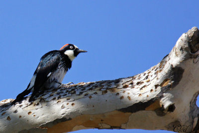 Pic glandivore - Acorn woodpecker