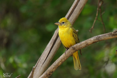 Piranga vermillon - Summer tanager (fem)