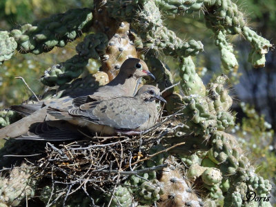 Tourterelle triste - Mourning dove