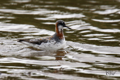 Phalarope  bec troit - Ring-necked phalarope