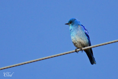 Merlebleu azur - Mountain bluebird