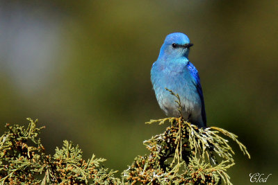 Merlebleu azur - Mountain bluebird
