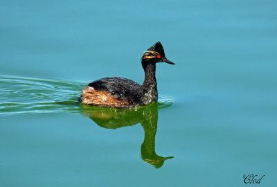 Grbe  cou noir - Black-neck grebe