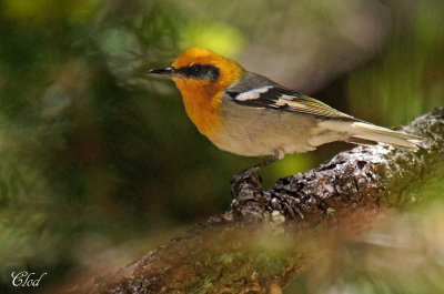 Fauvine des pins - Olive warbler