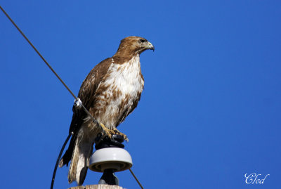Buse  queue rousse - Red-tailed hawk