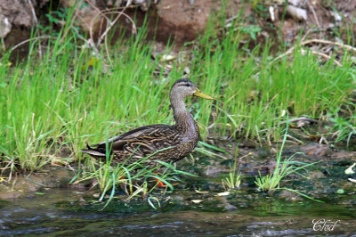 Canard colvert du Mexique - Mexican mallard (male)