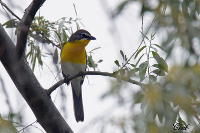 Ictrie polyglotte - Yellow-breasted chat
