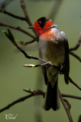 Paruline  face rouge - Red-faced warbler 