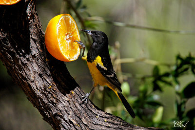 Oriole jaune-verdtre - Scotts oriole 