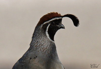 Colin de Gambel - Gambel's quail