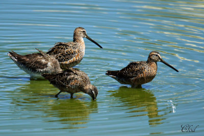 Bcassin  long bec - Long-billed dowitcher