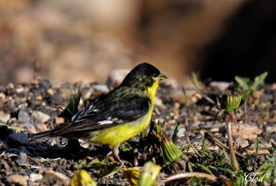 Chardonneret mineur - Lesser Goldfinch