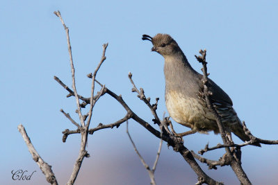 Colin de Gambel - Gambels quail (fem)