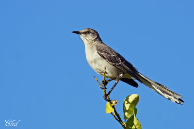 Moqueur polyglotte - Northern mockingbird