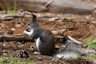 cureuil d'Abert - Abert's squirrel