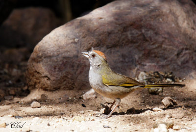 Tohi  queue verte - Green-tailed Towhee