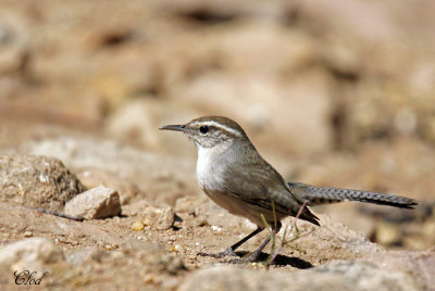 Troglodyte de Bewick - Bewick's wren