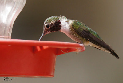 Colibri  gorge noire - Black-chinned hummingbird