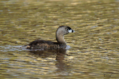 Grbe  bec bigarr - Pied-billed grebe 