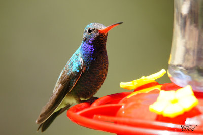 Colibri circ - Broad-billed hummingbird