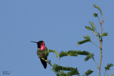 Colibri d'Anna - Anna's hummingbird