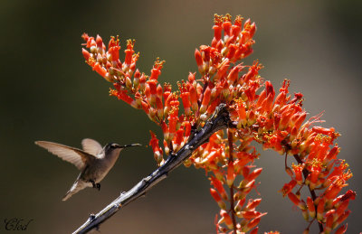 Colibri d'Anna - Anna's hummingbird (fem)