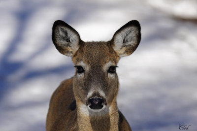 Cerf de Virginie -White-tailed deer