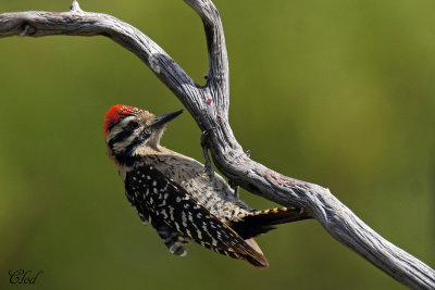 Pic arlequin - Ladder-backed woodpecker