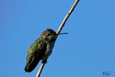 Colibri  gorge noire - Black-chinned hummingbird
