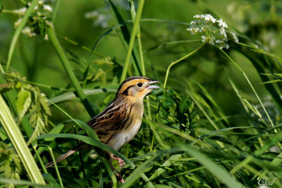 Bruant de Le Conte - Le Conte's sparrow 