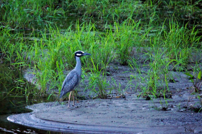Bihoreau violacé - Yellow-crowned night-heron