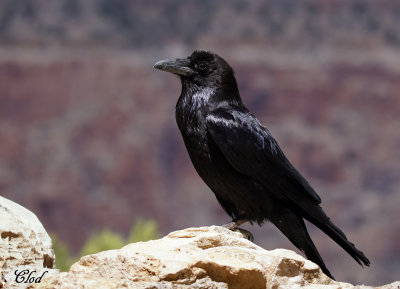 Grand corbeau - Common raven