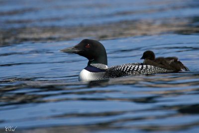 Plongeon huard - Common loon