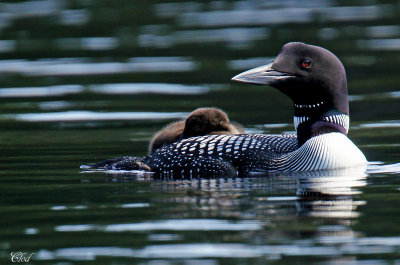 Plongeon huard - Common loon