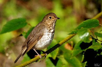 Grive  dos olive - Swainsons thrush