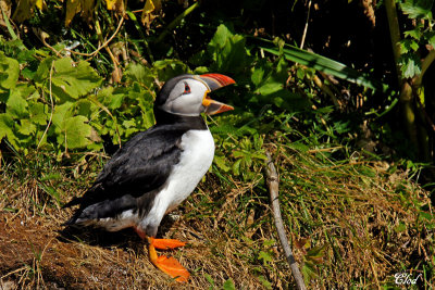 Macareux moine - Atlantic puffin 