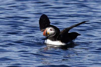 Macareux moine - Atlantic puffin