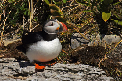 Macareux moine - Atlantic puffin