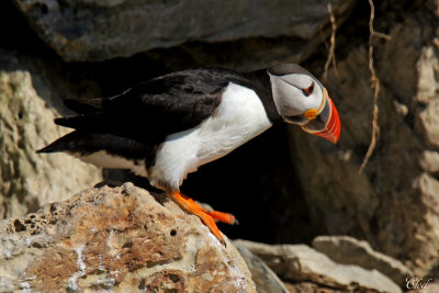 Macareux moine - Atlantic puffin