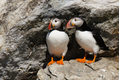 Macareux moine - Atlantic puffin 