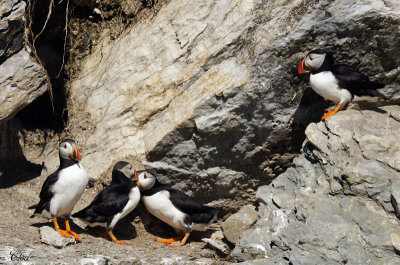 Macareux moine - Atlantic puffin